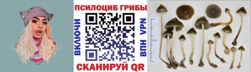 Купить закладки  Алзамай  Псилоцибиновые грибы GOLDEN TEACHER 